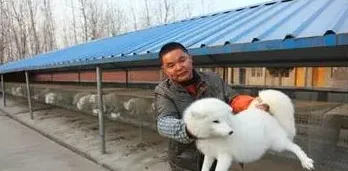 白狐养殖：梁晓军养白狐的致富路 | 生活妙招