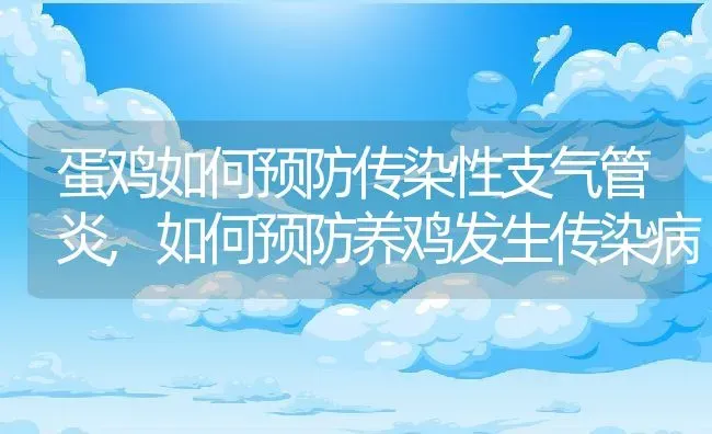 蛋鸡如何预防传染性支气管炎,如何预防养鸡发生传染病 | 养殖学堂