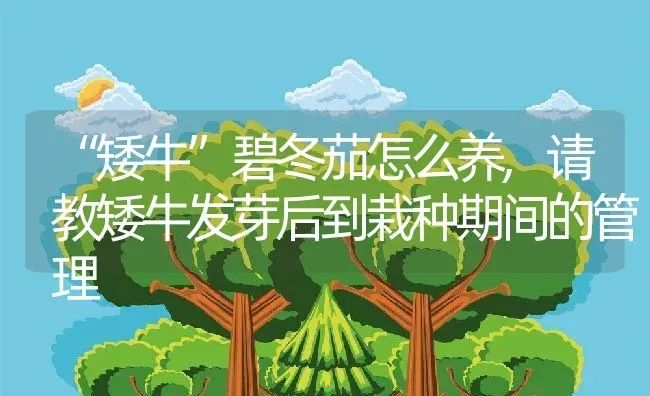 “矮牛”碧冬茄怎么养,请教矮牛发芽后到栽种期间的管理 | 养殖学堂