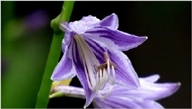 玉簪花怎么浇水 | 妙招大全