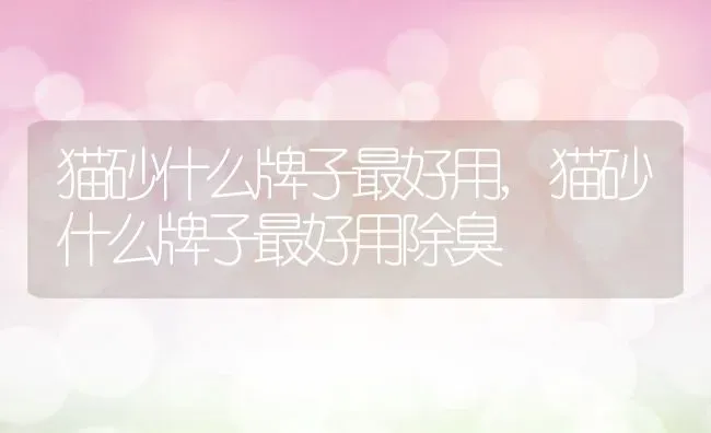 猫砂什么牌子最好用,猫砂什么牌子最好用除臭 | 养殖科普
