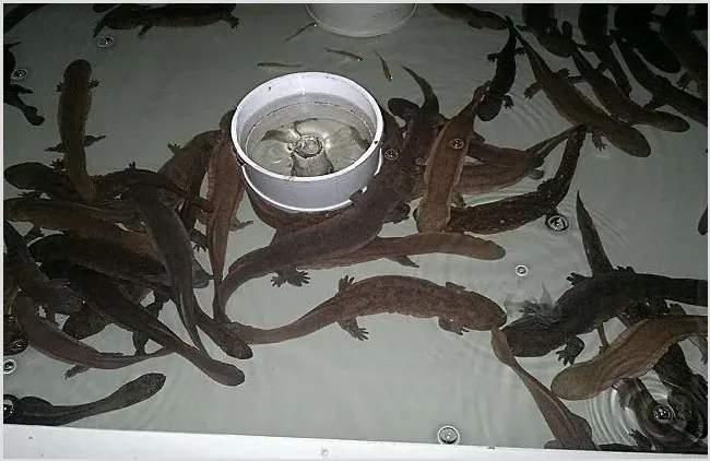 娃娃鱼在家怎么养 家庭式养殖 | 实用知识