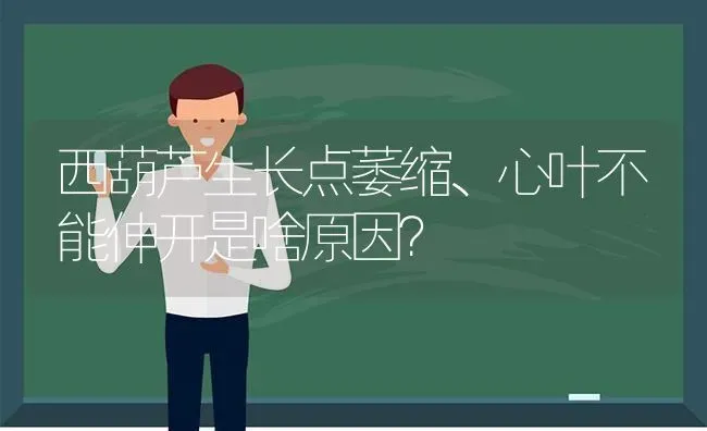 西葫芦生长点萎缩、心叶不能伸开是啥原因? | 养殖知识