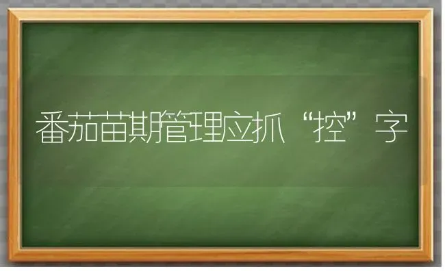 番茄苗期管理应抓“控”字 | 养殖技术大全