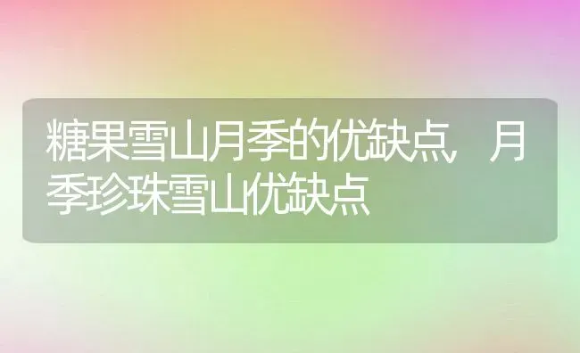 糖果雪山月季的优缺点,月季珍珠雪山优缺点 | 养殖学堂