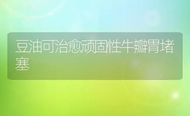 豆油可治愈顽固性牛瓣胃堵塞 | 养殖知识