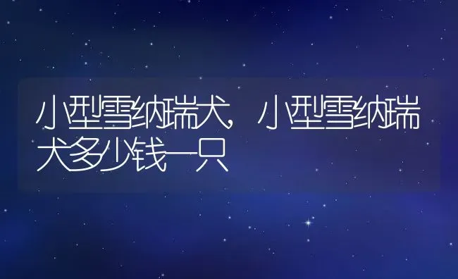小型雪纳瑞犬,小型雪纳瑞犬多少钱一只 | 养殖资料