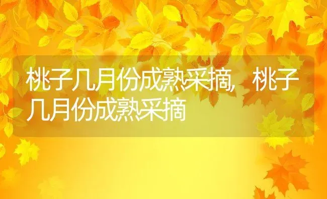 桃子几月份成熟采摘,桃子几月份成熟采摘 | 养殖科普