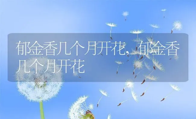 郁金香几个月开花,郁金香几个月开花 | 养殖科普