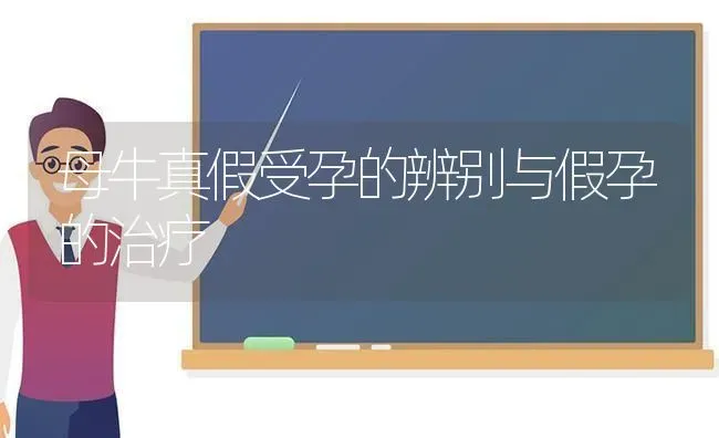 母牛真假受孕的辨别与假孕的治疗 | 养殖知识