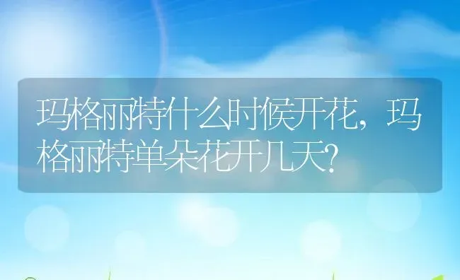 玛格丽特什么时候开花,玛格丽特单朵花开几天？ | 养殖科普