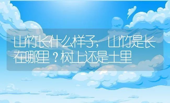 山竹长什么样子,山竹是长在哪里？树上还是土里 | 养殖学堂