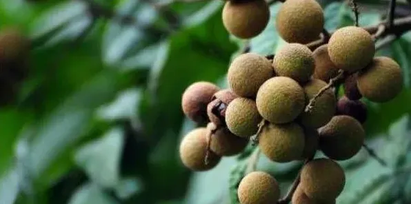 龙眼的种植技巧有哪些？注意这些方法龙眼产量翻番 | 农广天地