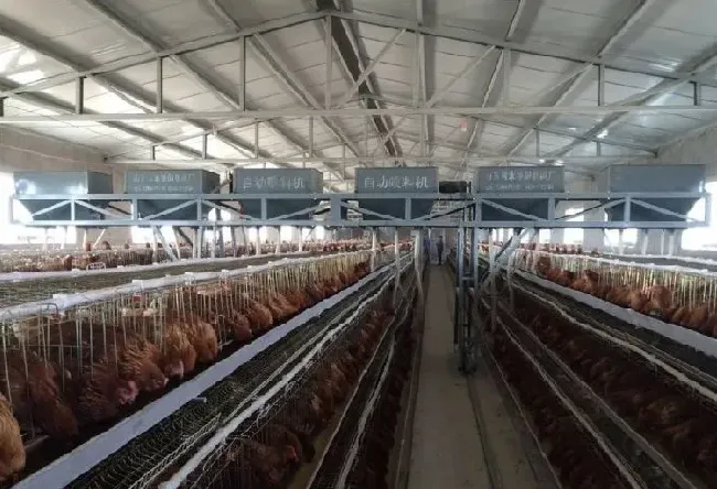 淘汰蛋鸡能吃吗？蛋鸡一天能下几个蛋 | 三农知识