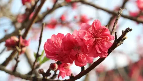 木棉花的花语是什么,木棉花花语经典超短句？