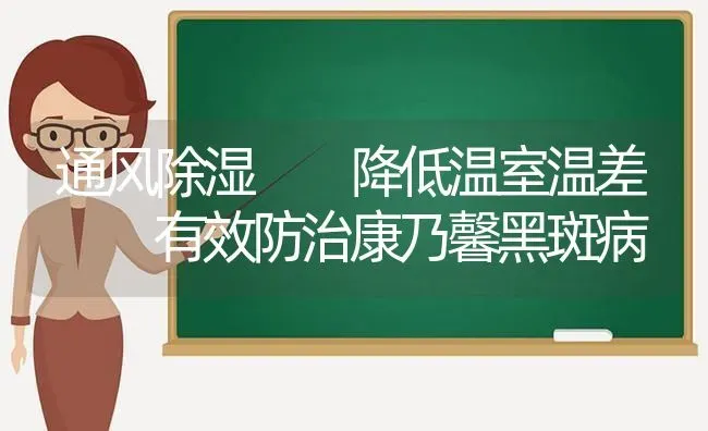 通风除湿  降低温室温差  有效防治康乃馨黑斑病 | 养殖技术大全