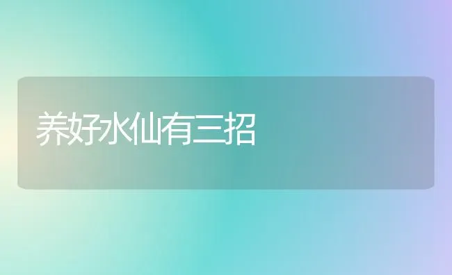 养好水仙有三招 | 养殖技术大全