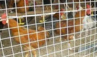 如何正确淘汰蛋鸡？淘汰蛋鸡方法 | 常识大全