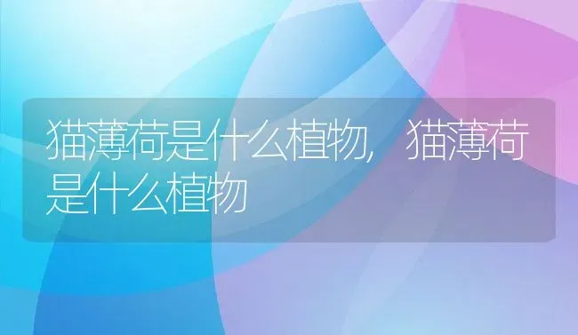 猫薄荷是什么植物,猫薄荷是什么植物 | 养殖学堂