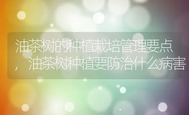 油茶树的种植栽培管理要点,油茶树种植要防治什么病害 | 养殖学堂