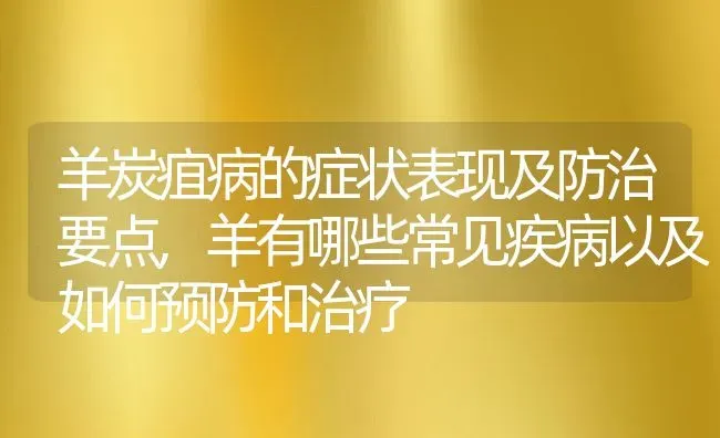 羊炭疽病的症状表现及防治要点,羊有哪些常见疾病以及如何预防和治疗 | 养殖学堂