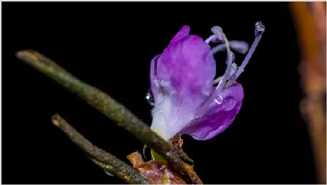 怎样泡干枝杜鹃才能开花 | 三农知识