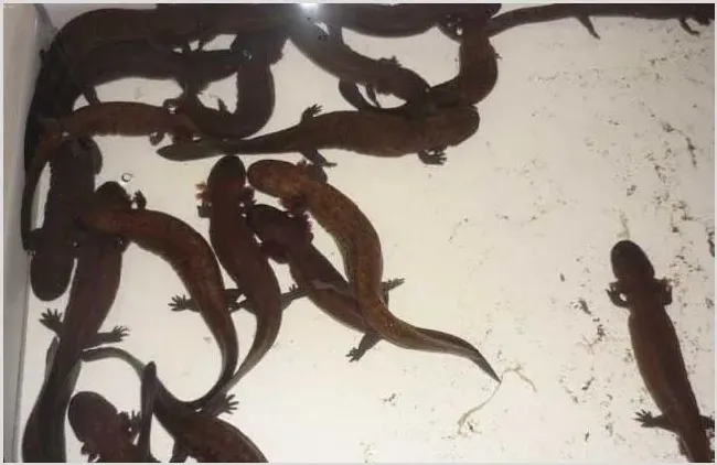 娃娃鱼在家怎么养 家庭式养殖 | 实用知识