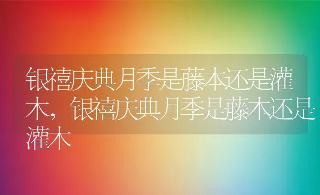 银禧庆典月季是藤本还是灌木,银禧庆典月季是藤本还是灌木 | 养殖科普