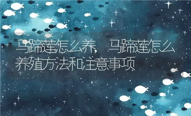 马蹄莲怎么养,马蹄莲怎么养殖方法和注意事项 | 养殖科普