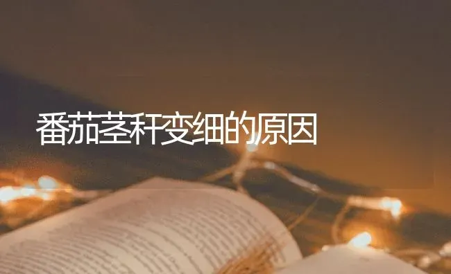 番茄茎秆变细的原因 | 养殖知识