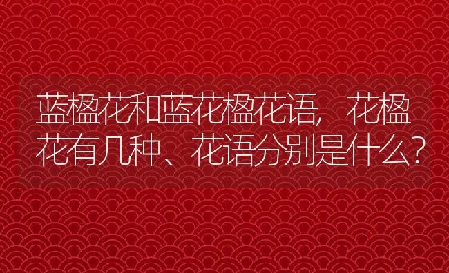 蓝楹花和蓝花楹花语,花楹花有几种、花语分别是什么？ | 养殖科普