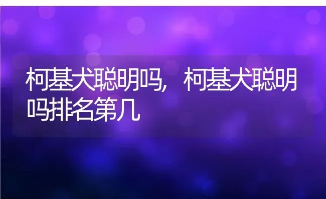 柯基犬聪明吗,柯基犬聪明吗排名第几 | 养殖资料