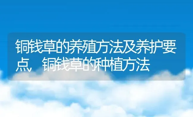 铜钱草的养殖方法及养护要点,铜钱草的种植方法 | 养殖学堂