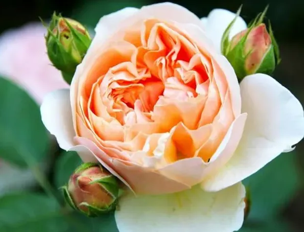 月季花的花瓣像什么,花朵的花瓣像什么？