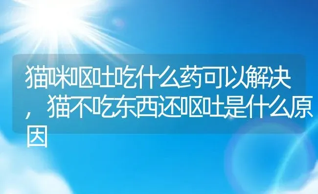 猫咪呕吐吃什么药可以解决,猫不吃东西还呕吐是什么原因 | 养殖科普