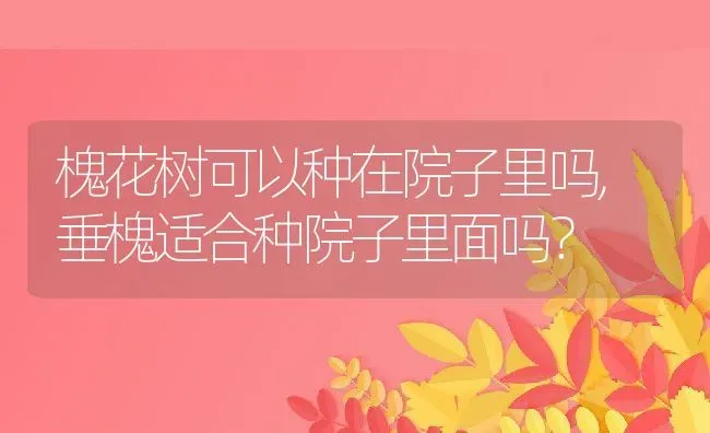 槐花树可以种在院子里吗,垂槐适合种院子里面吗？ | 养殖科普