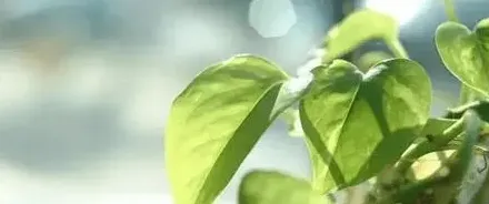 绿萝的扦插繁殖方法,绿萝怎么扦插？