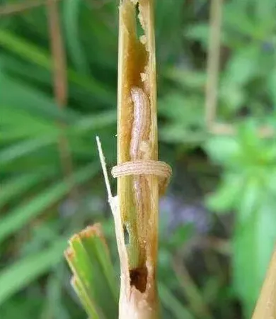 性诱剂防治水稻二化螟的实验效果研究 | 常识大全