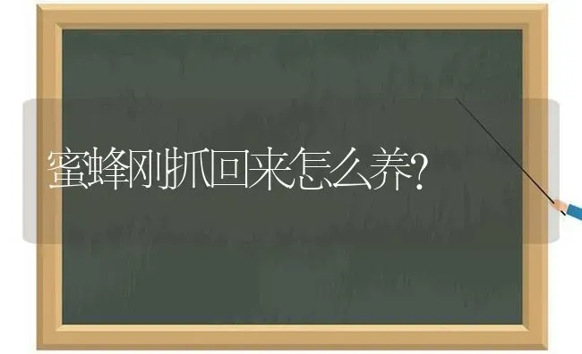 蜜蜂刚抓回来怎么养? | 养殖技术大全