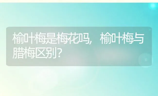 榆叶梅是梅花吗,榆叶梅与腊梅区别？ | 养殖科普