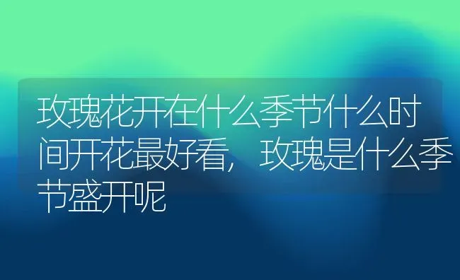 玫瑰花开在什么季节什么时间开花最好看,玫瑰是什么季节盛开呢 | 养殖学堂