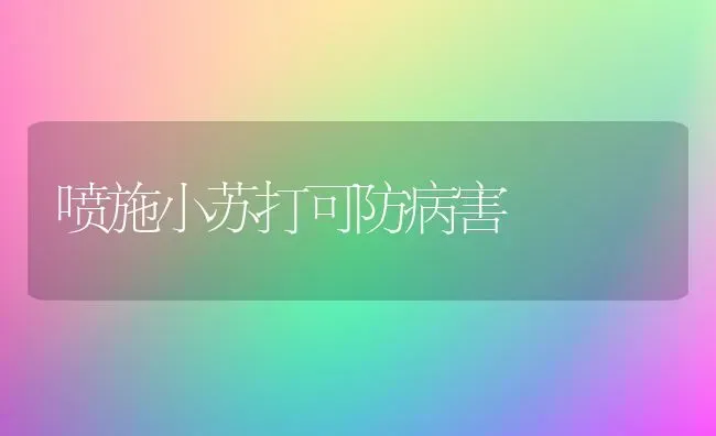 喷施小苏打可防病害 | 养殖知识