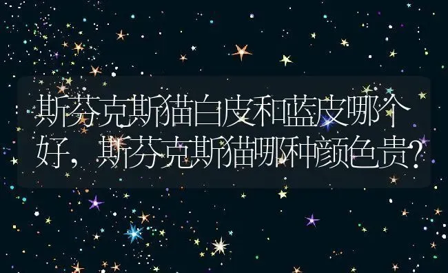斯芬克斯猫白皮和蓝皮哪个好,斯芬克斯猫哪种颜色贵？ | 养殖学堂