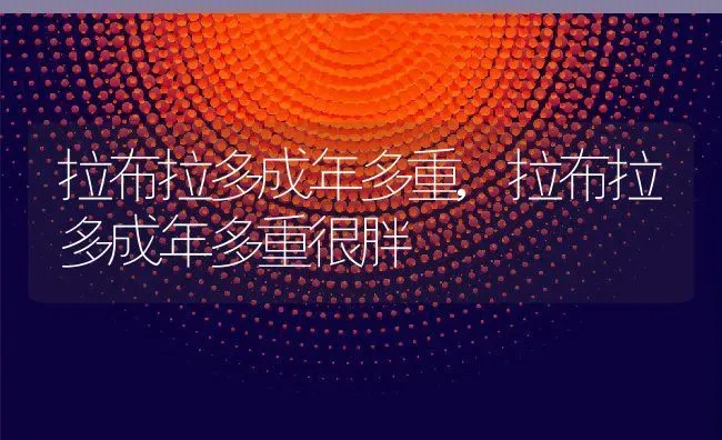 拉布拉多成年多重,拉布拉多成年多重很胖 | 养殖科普