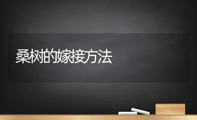 桑树的嫁接方法 | 养殖技术大全