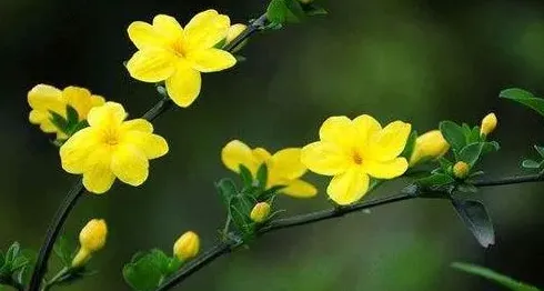 迎春花为什么叫坟头草,迎春花的别称和雅称？