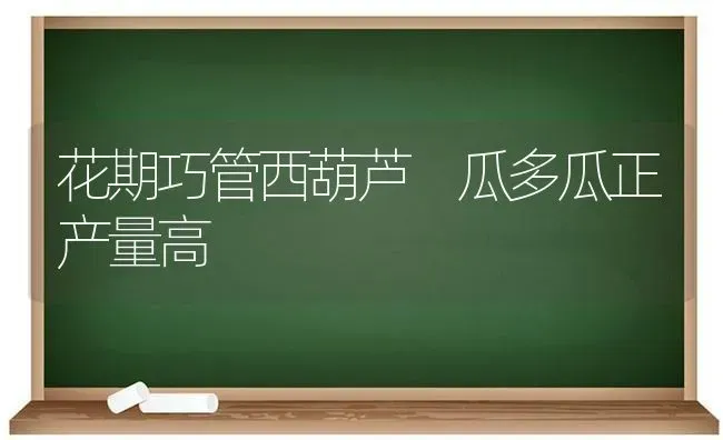 花期巧管西葫芦 瓜多瓜正产量高 | 养殖知识