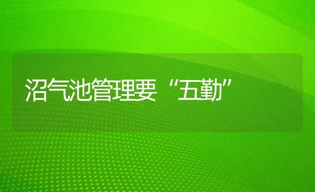 沼气池管理要“五勤” | 养殖知识