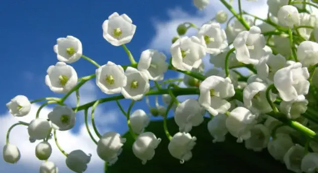 喜欢铃兰花的人是什么性格,什么植物代表性格活泼的人？