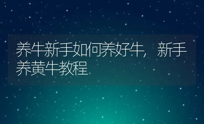 养牛新手如何养好牛,新手养黄牛教程 | 养殖学堂
